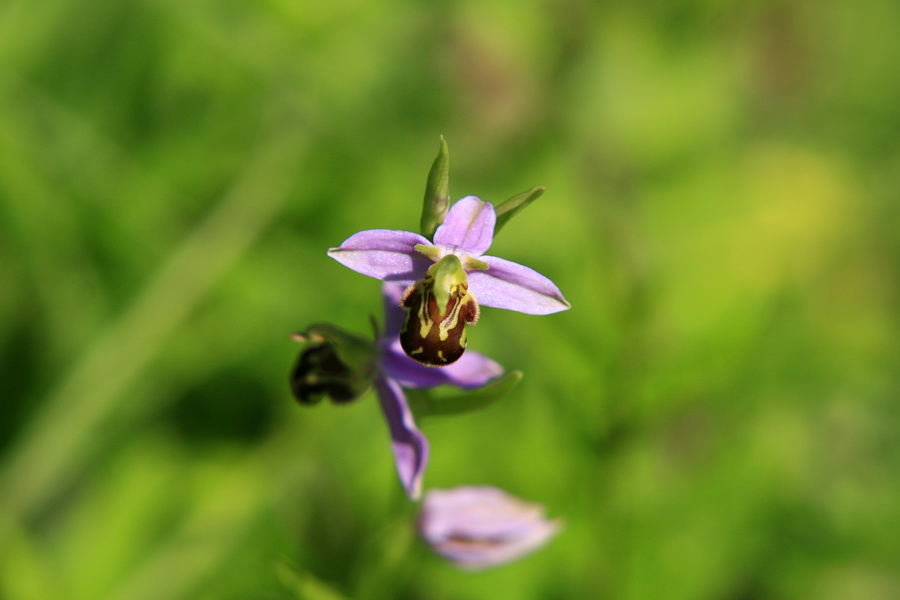 Wildorchidee "Bienenragwurz"