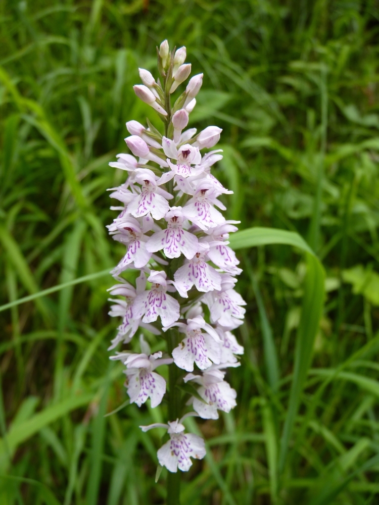 Wildorchidee 'Fuchs Knabenkraut (Dactylorhiza fuchsii) von AirKevin