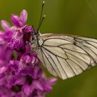 Wildorchideen mit Schmetterling