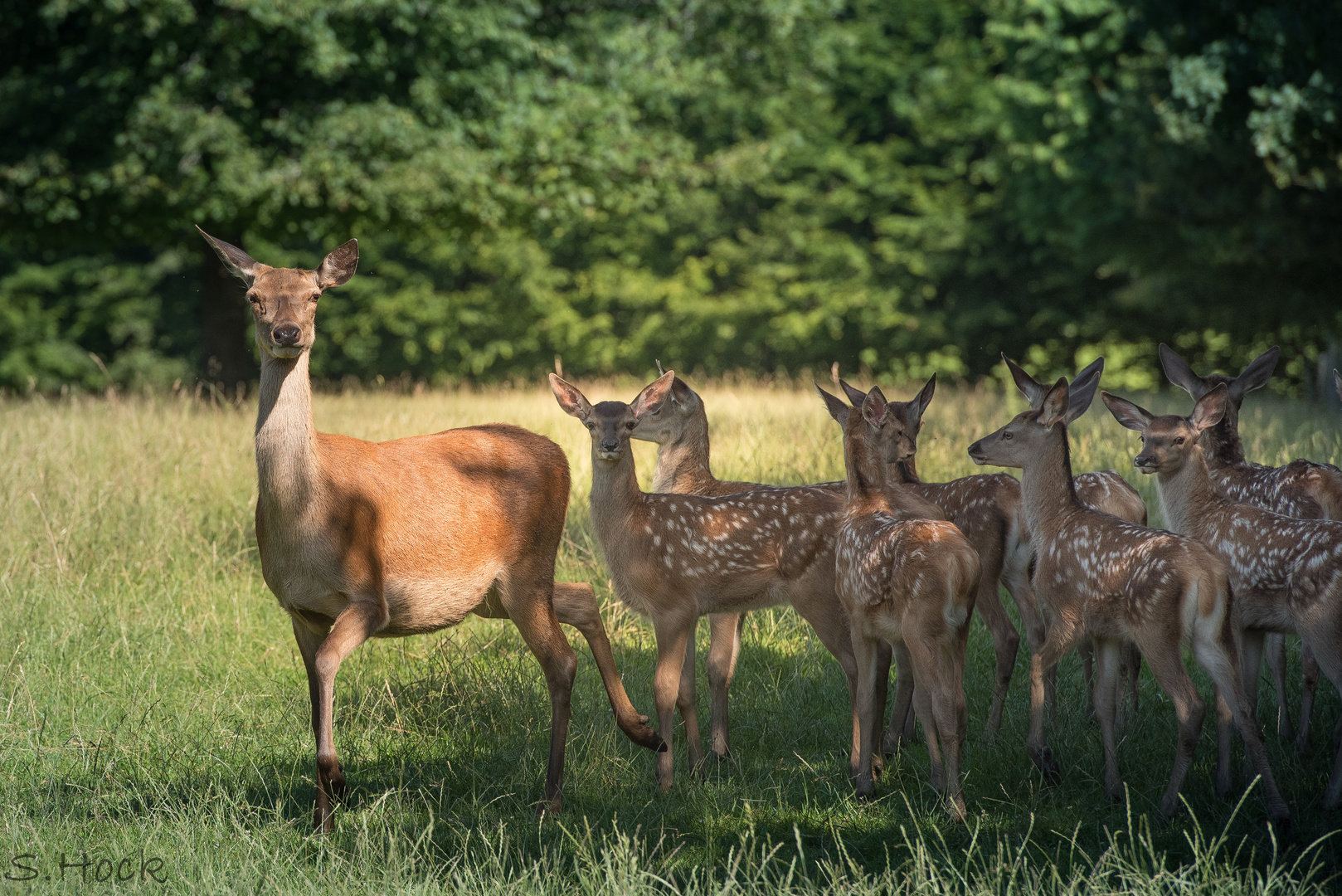 Wildpark Allensbach