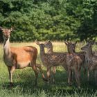 Wildpark Allensbach