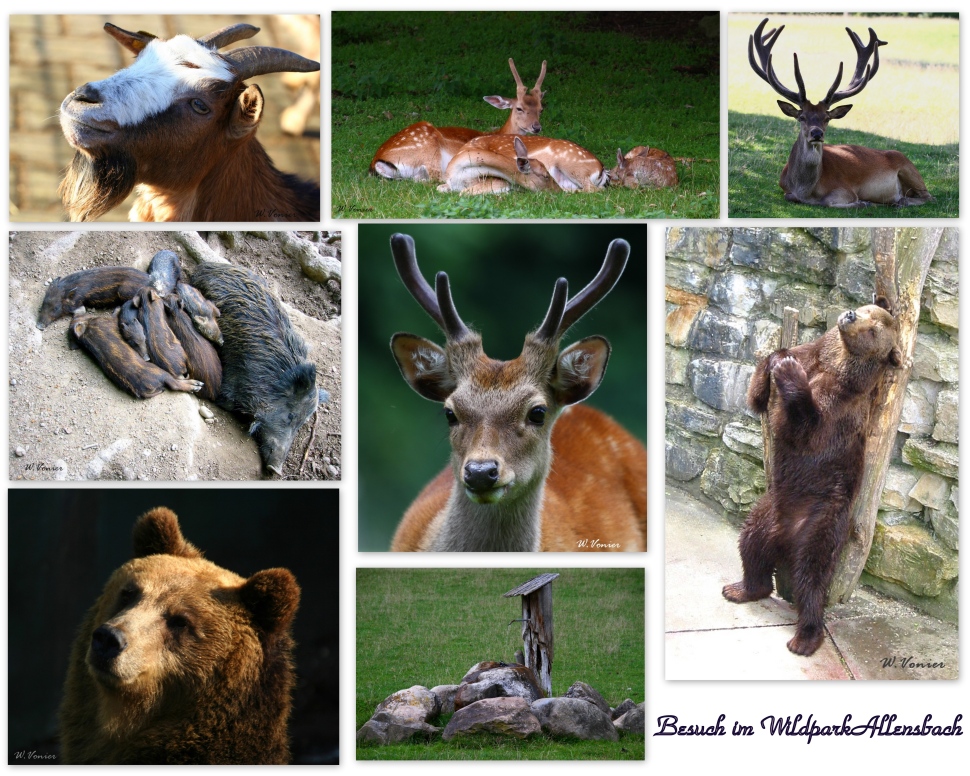 Wildpark Allensbach am Bodensee