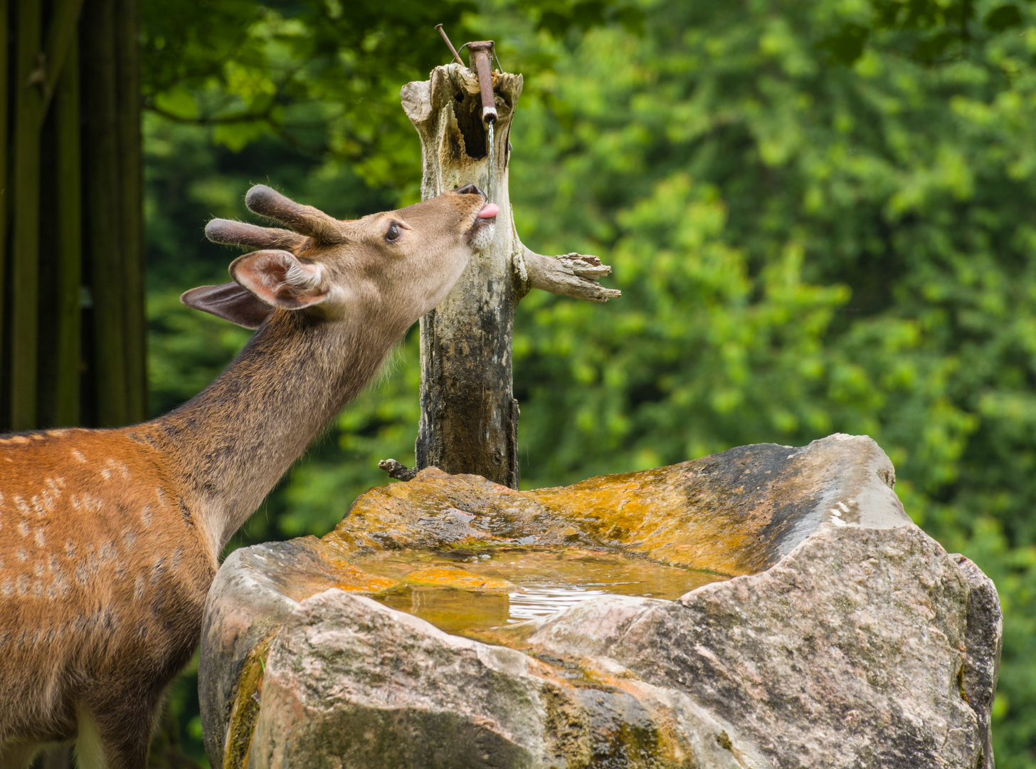 Wildpark Allensbach