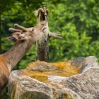 Wildpark Allensbach