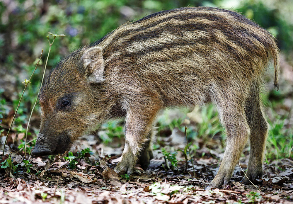 Wildpark Alte Fasanerie ...