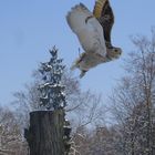 Wildpark "Alte Fasanerie" Hanau