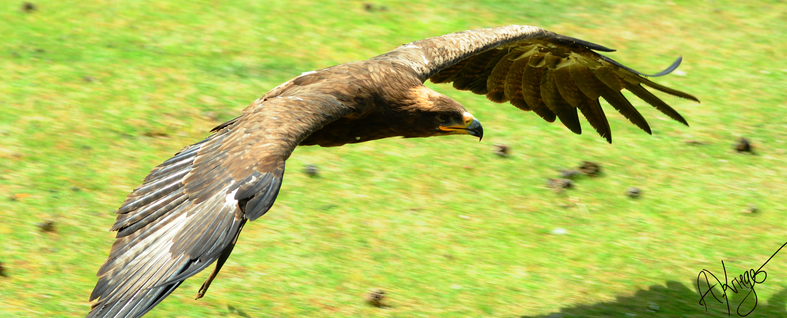 Wildpark Alte Fasanerie, Hanau Klein-Auheim, Falknerei