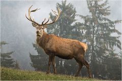 Wildpark Altenfelden - Oberösterreich