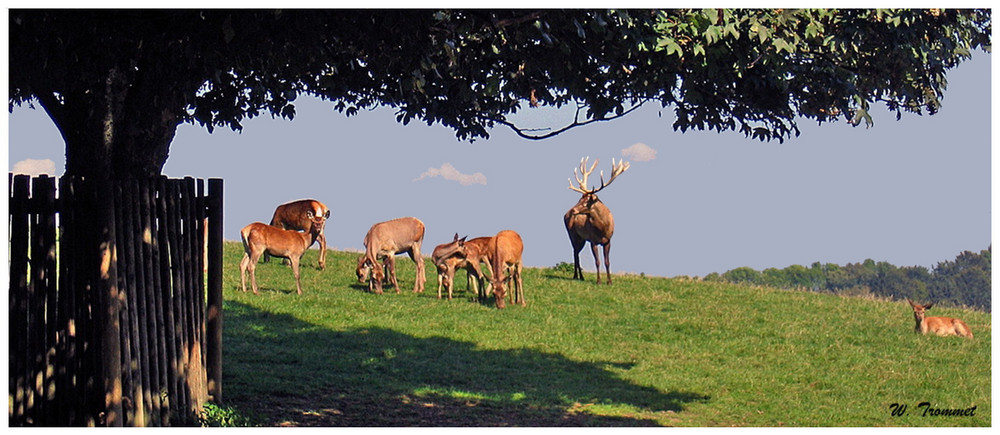 Wildpark Altenfelden O.Ö.