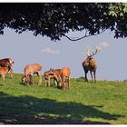 Wildpark Altenfelden O.Ö.