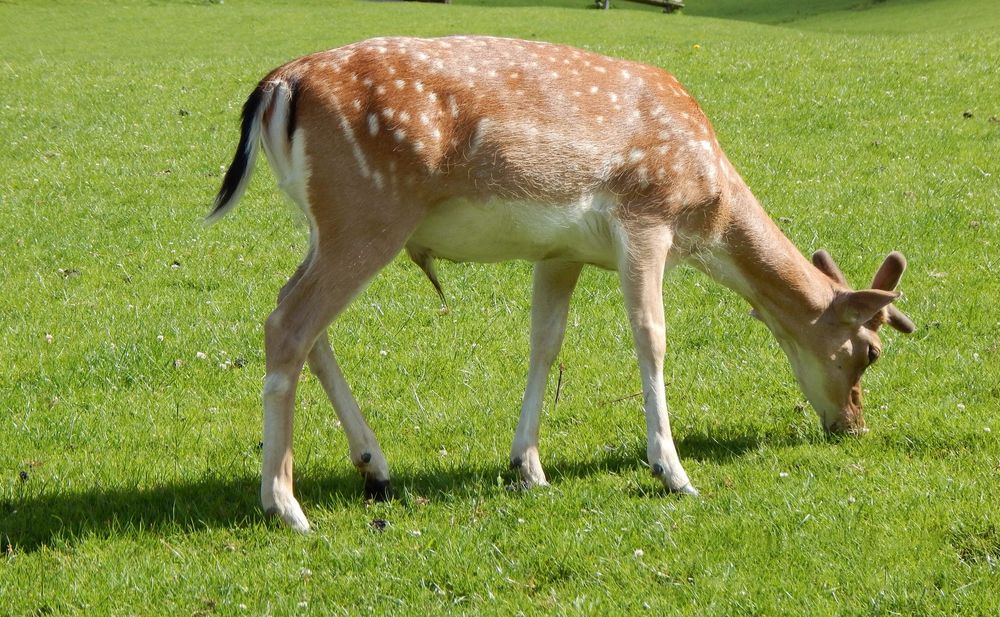 wildpark-aurach bei kitzbühel