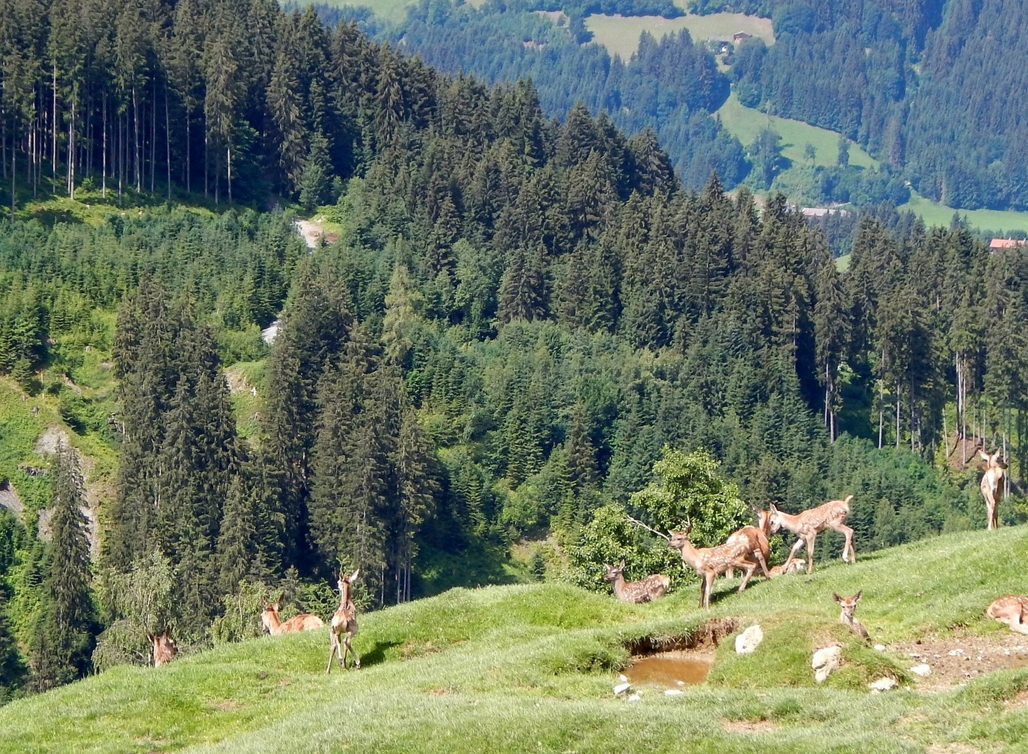 Wildpark-Aurach / Tirol