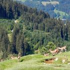 Wildpark-Aurach / Tirol