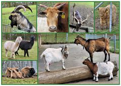 Wildpark Bad Marienberg