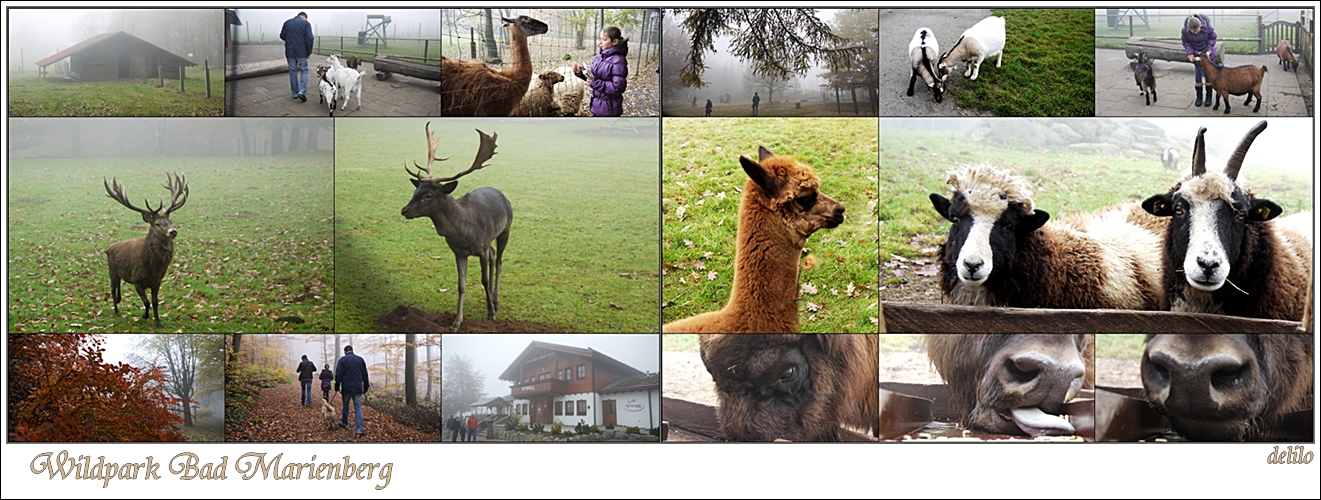 Wildpark Bad Marienberg