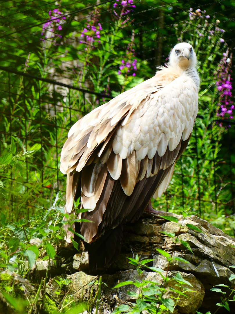 Wildpark Bad Mergentheim - 21.06.2018