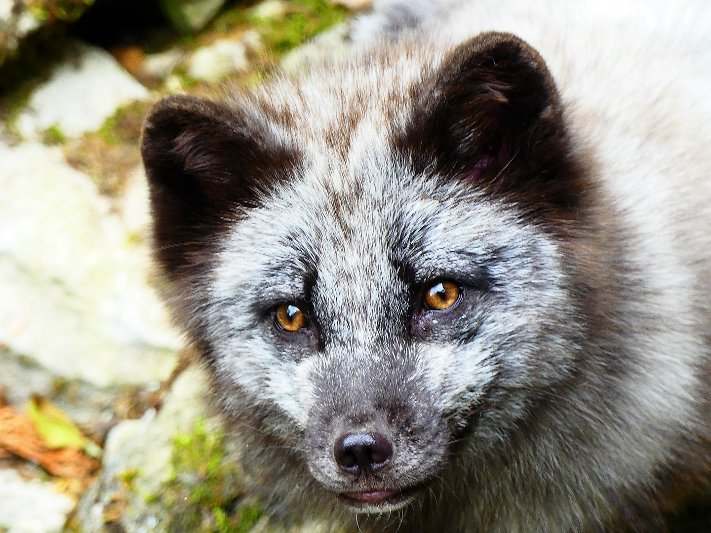 Wildpark Bad Mergentheim - 21.06.2018