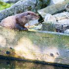 Wildpark Bad Mergentheim