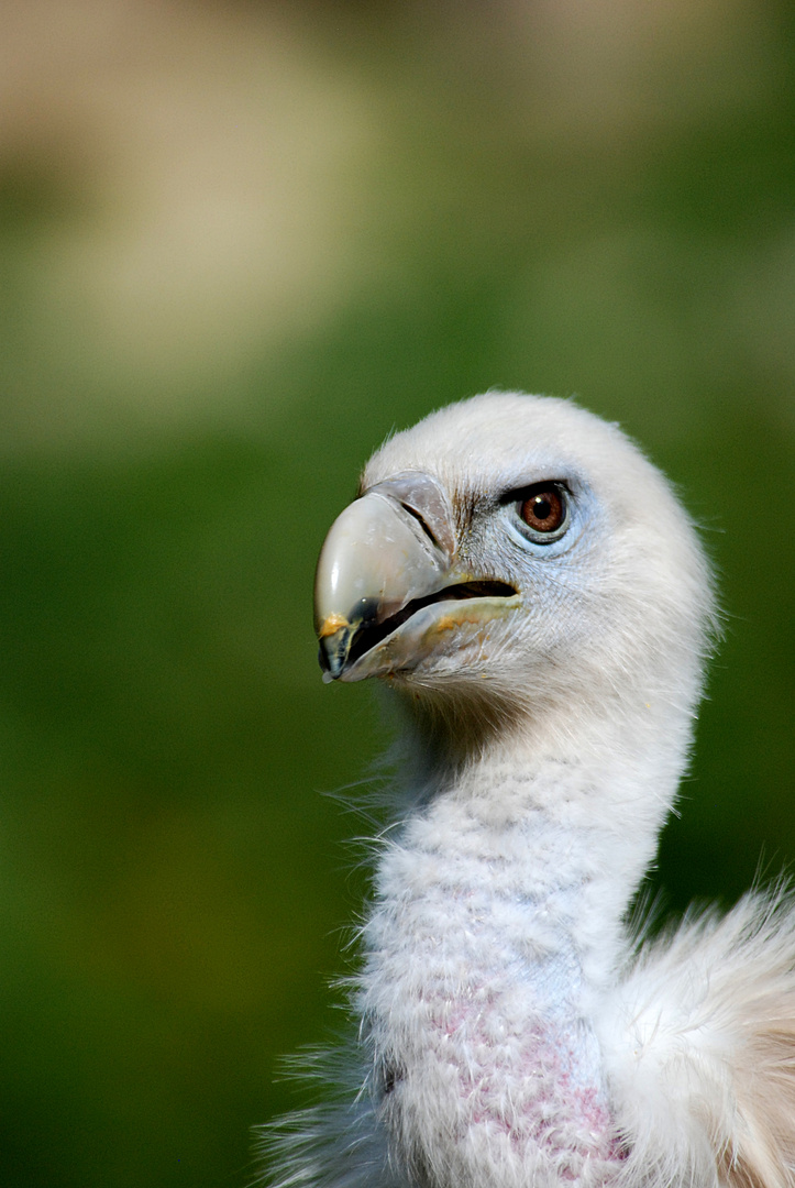 Wildpark Bad Mergentheim