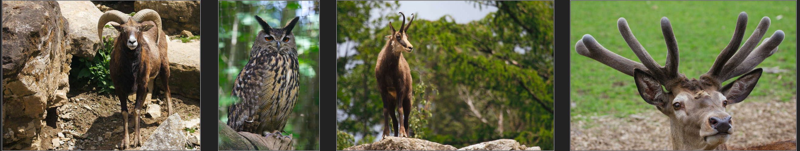 Wildpark Bad Merkentheim