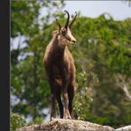 Wildpark Bad Merkentheim