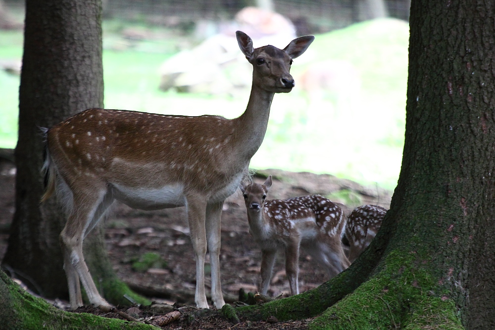 Wildpark Bad Orb 2