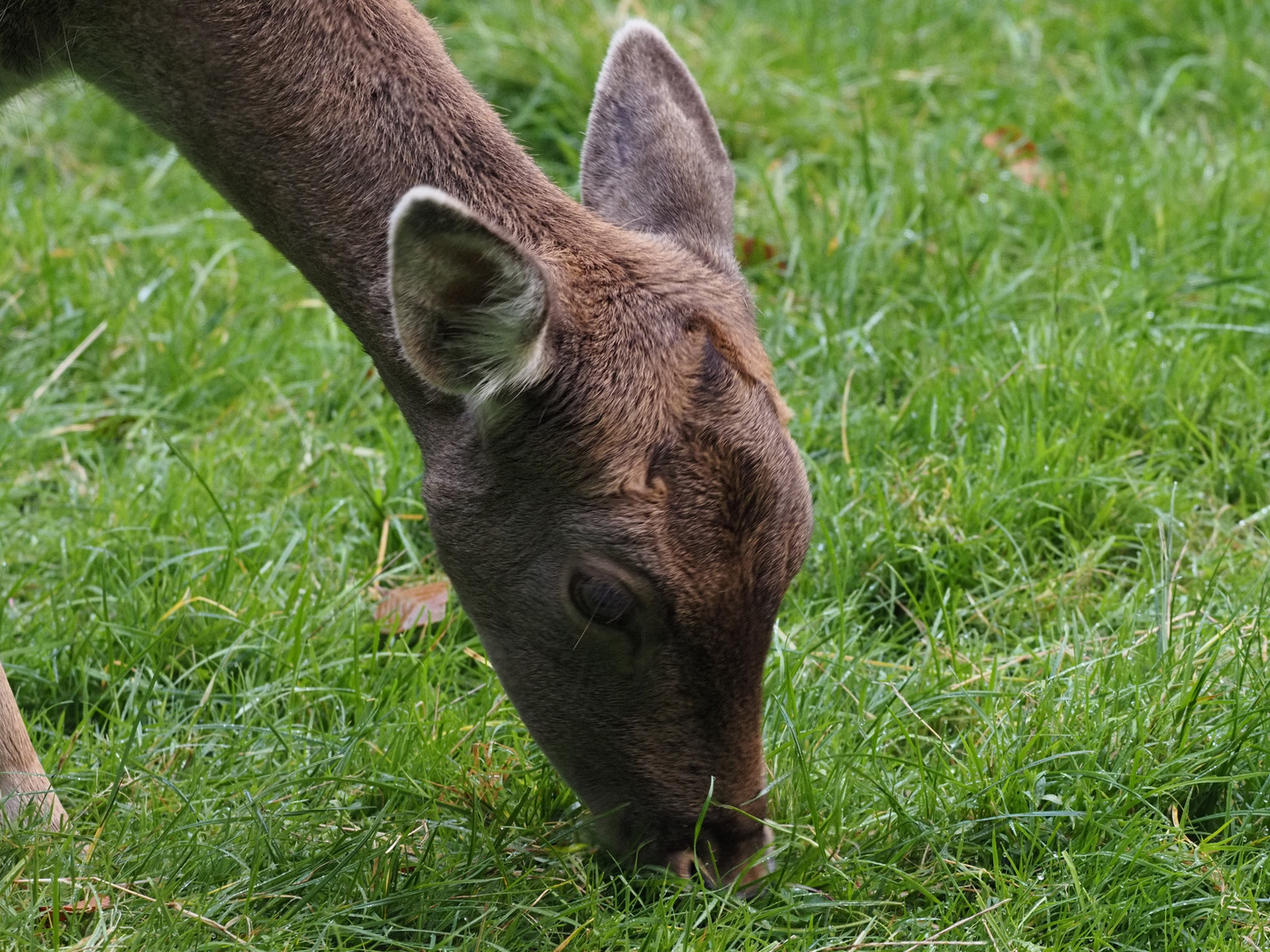 Wildpark Büdingen