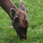 Wildpark Büdingen