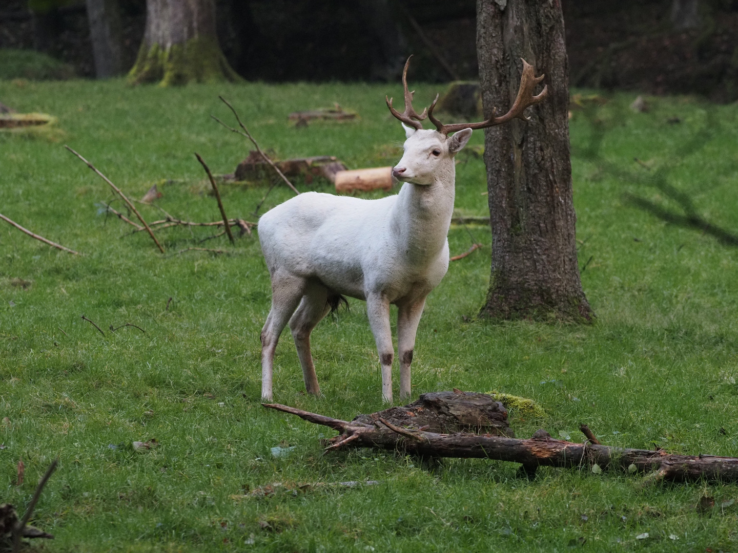 Wildpark Büdingen