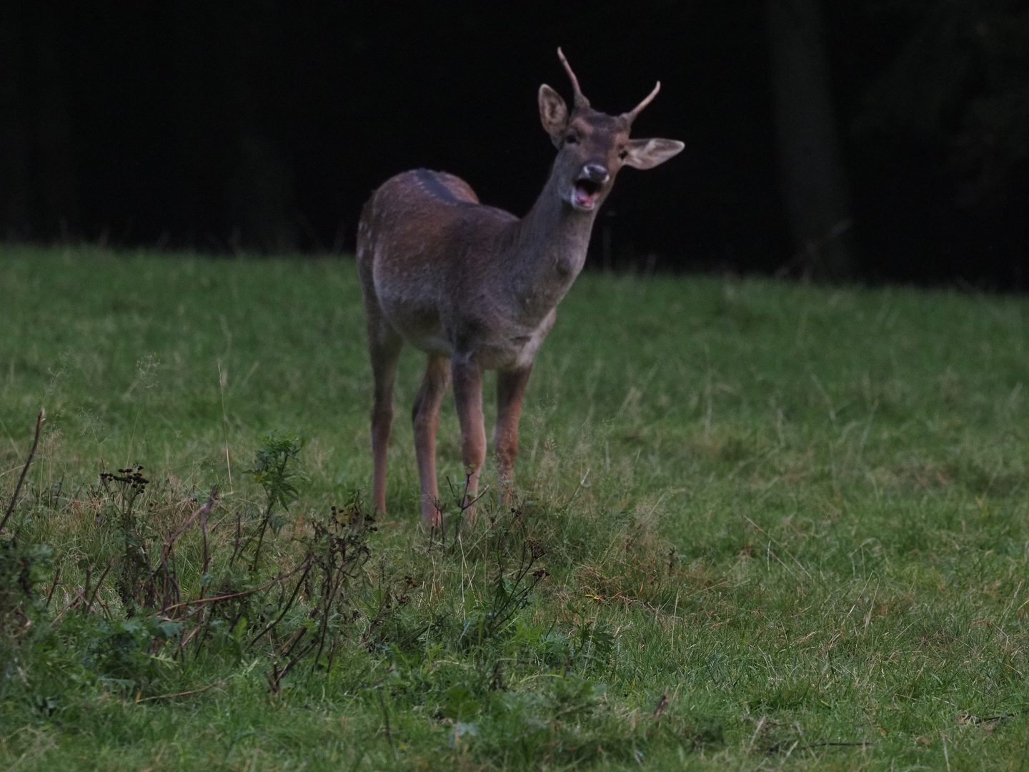 Wildpark Büdingen