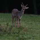 Wildpark Büdingen