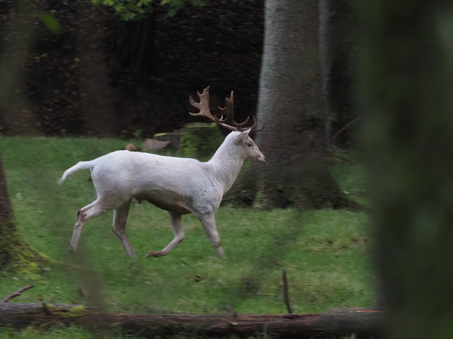 Wildpark Büdingen