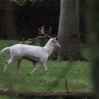 Wildpark Büdingen