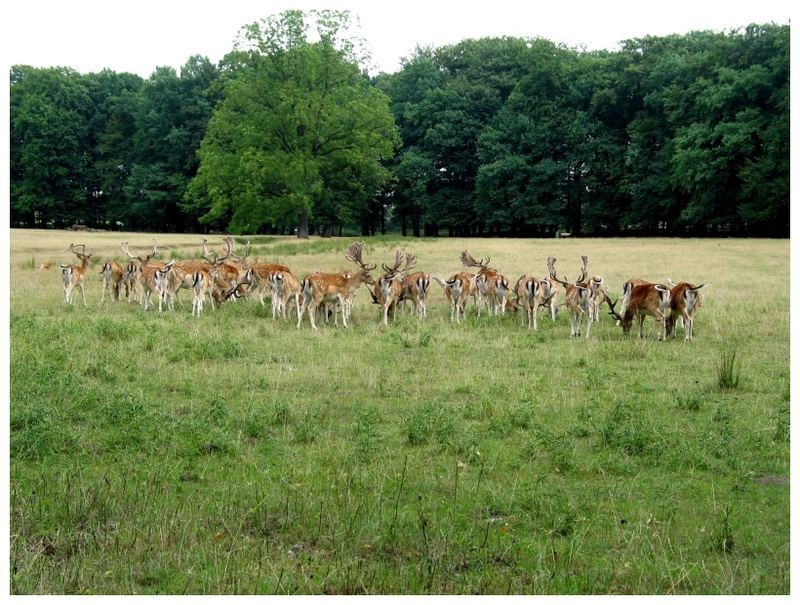 Wildpark Dülmen 02