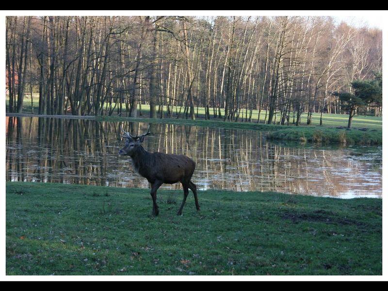 Wildpark Dülmen 05