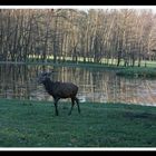 Wildpark Dülmen 05