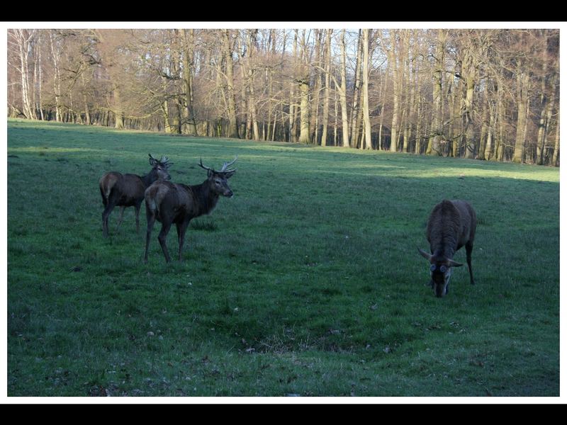 Wildpark Dülmen 08