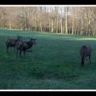 Wildpark Dülmen 08