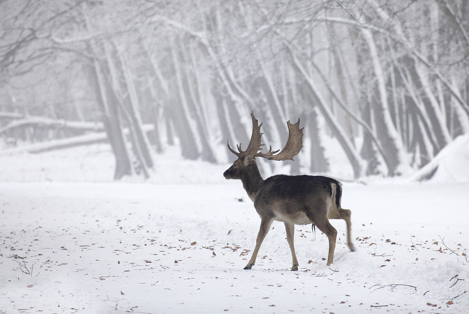 WILDPARK DÜLMEN