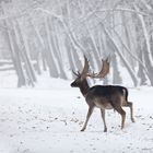 WILDPARK DÜLMEN