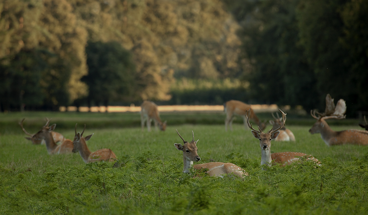 WILDPARK DÜLMEN