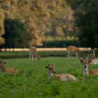 WILDPARK DÜLMEN