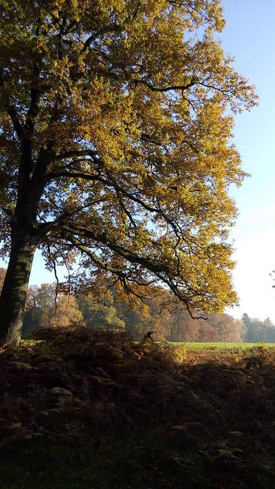 Wildpark Dülmen