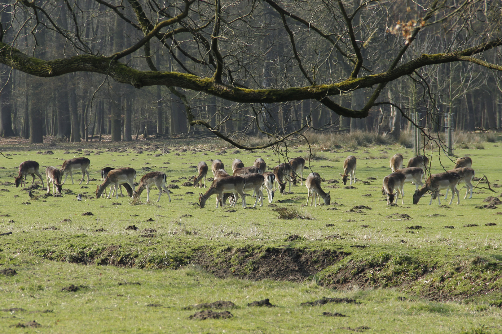 Wildpark Dülmen ...