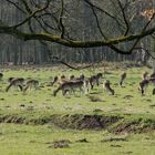 Wildpark Dülmen ...