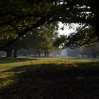 Wildpark Dülmen - unter Bäumen