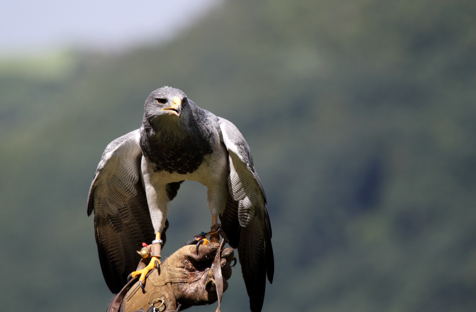 Wildpark Edersee '15