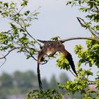 Wildpark Edersee