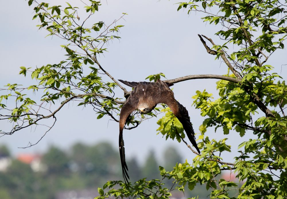 Wildpark Edersee