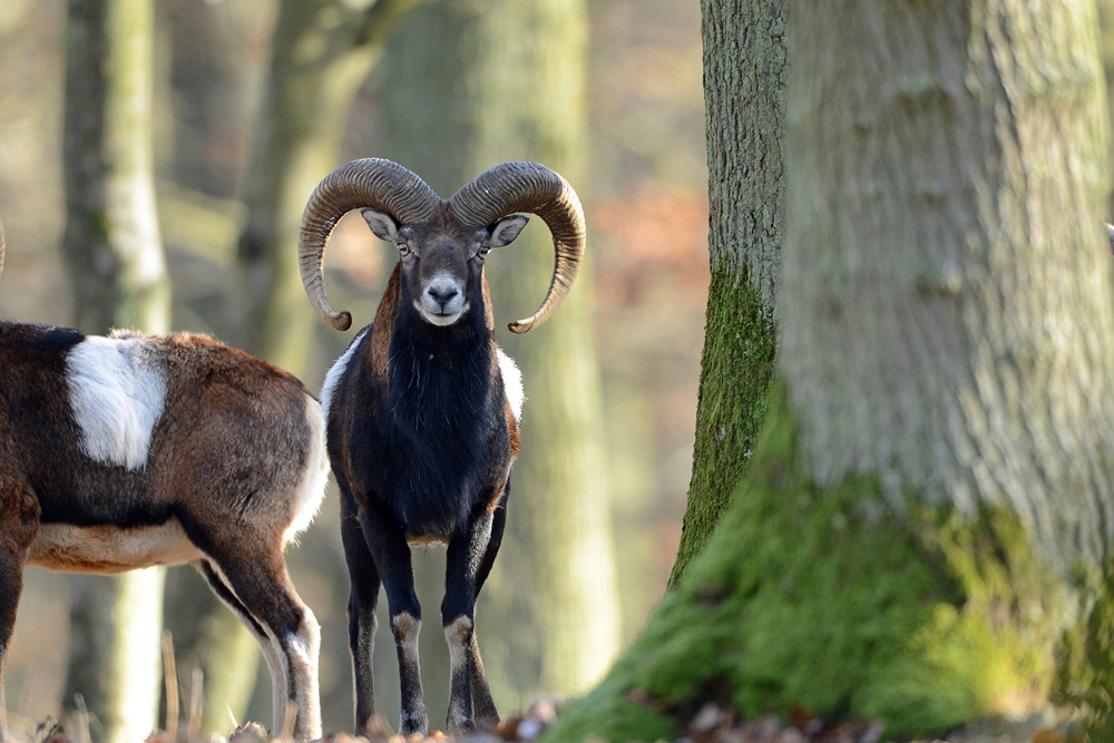 Wildpark Edersee